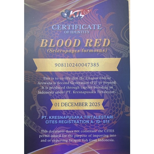 画像5: 紅龍　BLOOD RED【6】 (5)