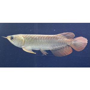 画像: 紅龍　BLOOD RED【5】