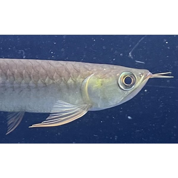 画像4: 紅龍　BLOOD RED【6】 (4)