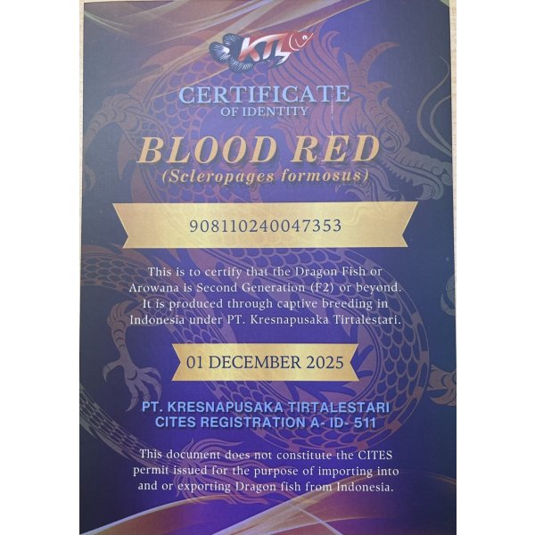 画像5: 紅龍　BLOOD RED【2】 (5)