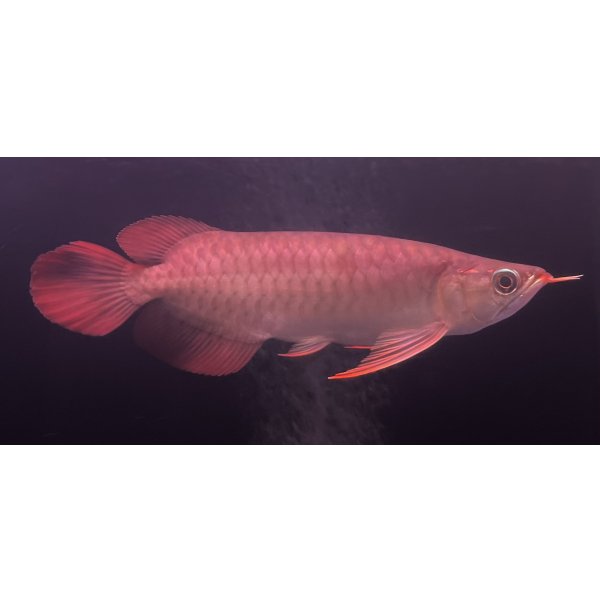 画像2: 紅龍　EXTREME RED★★★★★ (2)