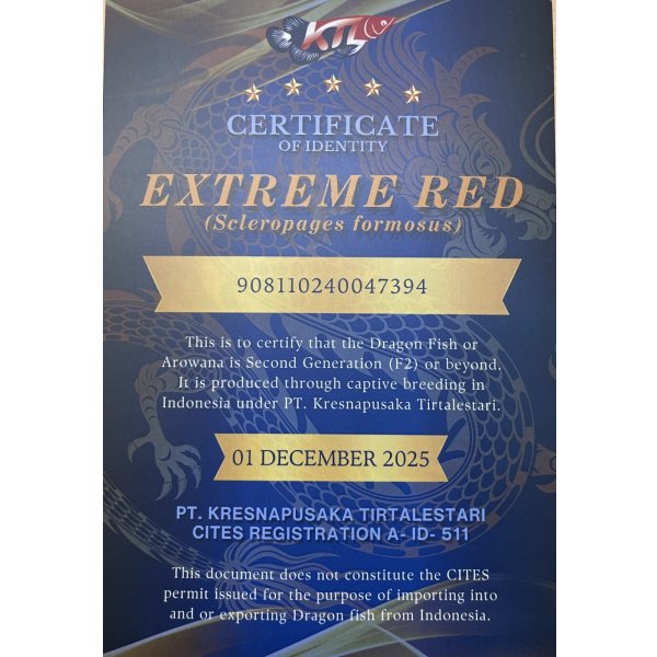 画像5: 紅龍　EXTREME RED★★★★★ (5)