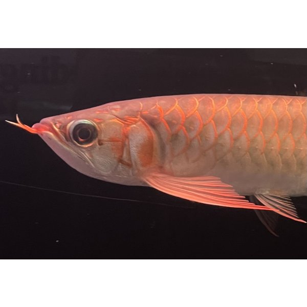 画像3: 紅龍　EXTREME RED★★★★【3】 (3)