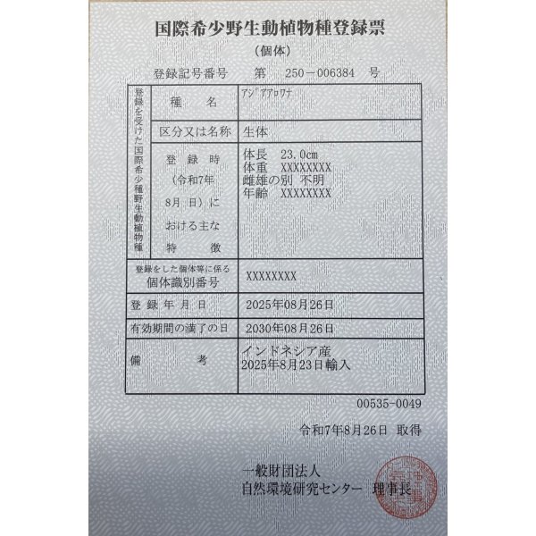 画像6: 紅龍　EXTREME RED★★★★【3】 (6)