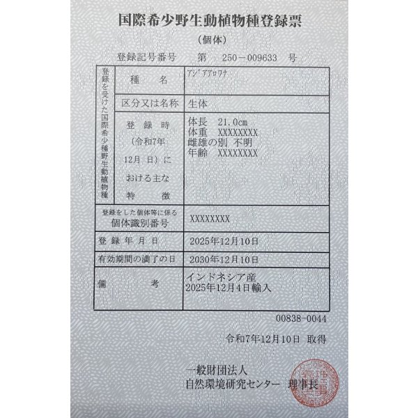 画像6: 紅龍　EXTREME RED★★★★★ (6)