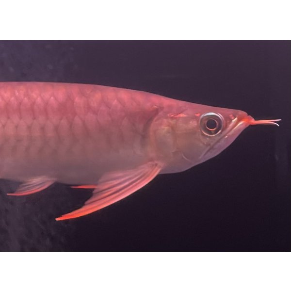 画像4: 紅龍　EXTREME RED★★★★★ (4)