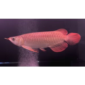 画像: 紅龍　EXTREME RED★★★★★