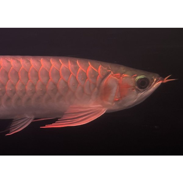 画像4: 紅龍　EXTREME RED★★★★【3】 (4)