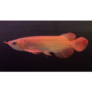 画像: 紅龍　EXTREME RED★★★★【3】