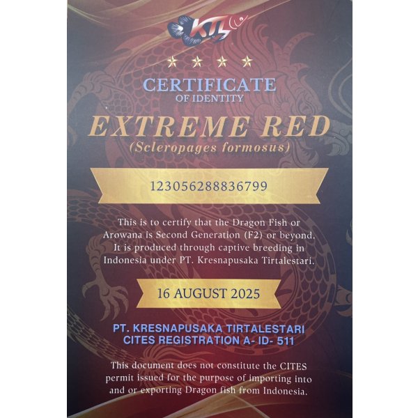 画像5: 紅龍　EXTREME RED★★★★【3】 (5)