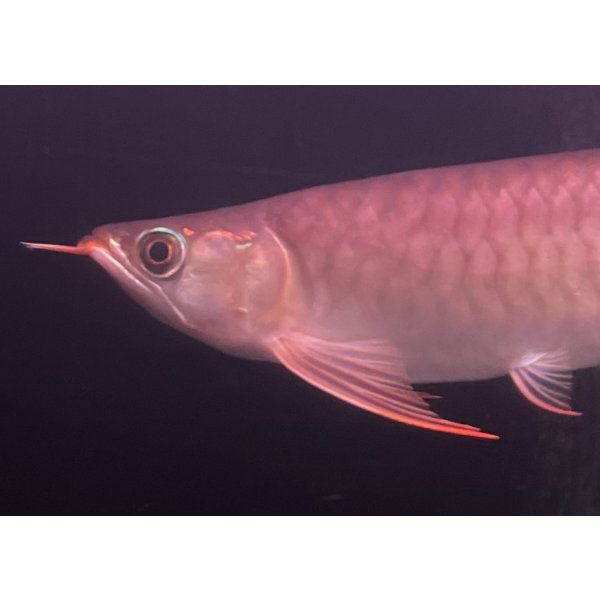 画像3: 紅龍　EXTREME RED★★★★★ (3)