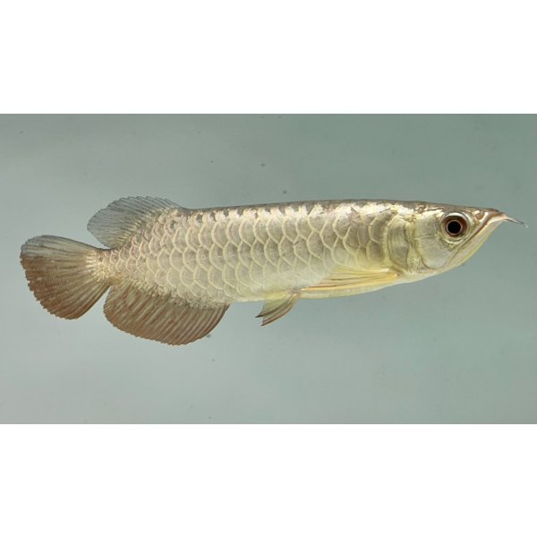 画像2: 過背金龍　FOREVER ArowanaAquaculture(7) (2)