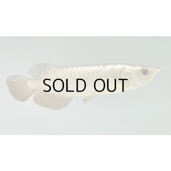 画像2: 過背金龍　FOREVER ArowanaAquaculture(7) (2)