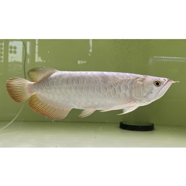 画像2: 過背金龍レディアンスゴールド　FOREVER ArowanaAquaculture(3) (2)