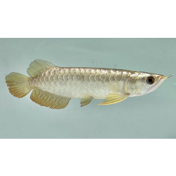 画像2: 過背金龍　FOREVER ArowanaAquaculture(6) (2)