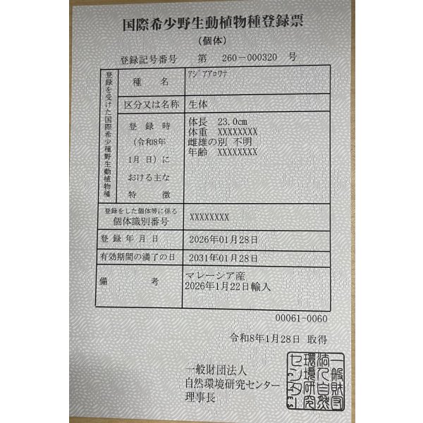 画像6: 過背金龍ブキメラゴールデン　FOREVER ArowanaAquaculture(1) (6)