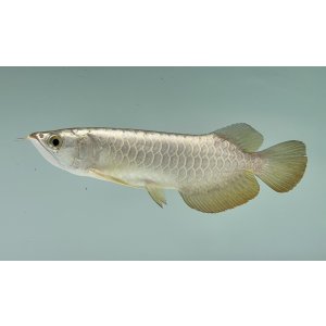 画像: 過背金龍ブキメラゴールデン　FOREVER ArowanaAquaculture(2)