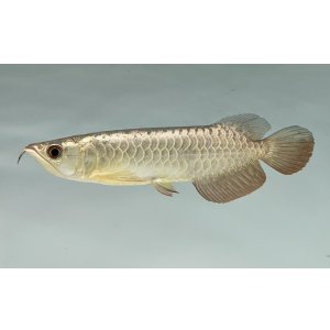 画像: 過背金龍　FOREVER ArowanaAquaculture(7)