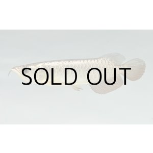 画像: 過背金龍　FOREVER ArowanaAquaculture(7)