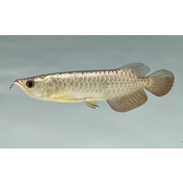 画像1: 過背金龍　FOREVER ArowanaAquaculture(7) (1)