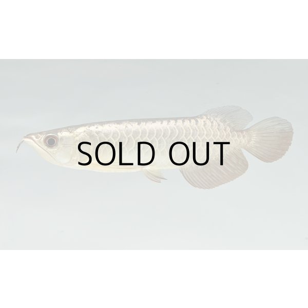 画像1: 過背金龍　FOREVER ArowanaAquaculture(7) (1)