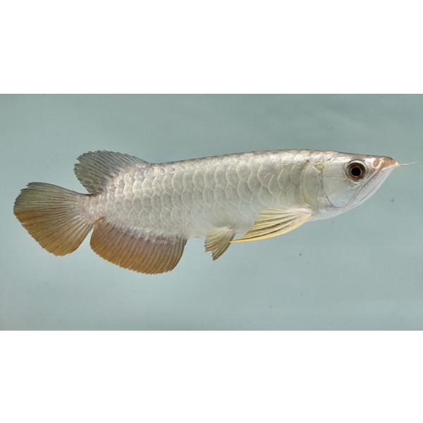 画像2: 過背金龍ブキメラゴールデン　FOREVER ArowanaAquaculture(1) (2)