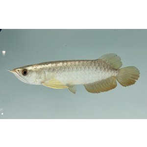 画像: 過背金龍　FOREVER ArowanaAquaculture(6)