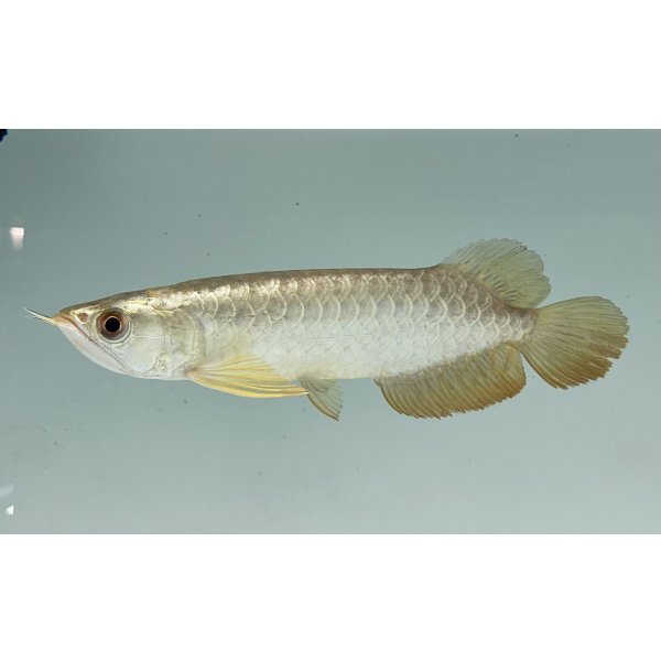 画像1: 過背金龍　FOREVER ArowanaAquaculture(6) (1)