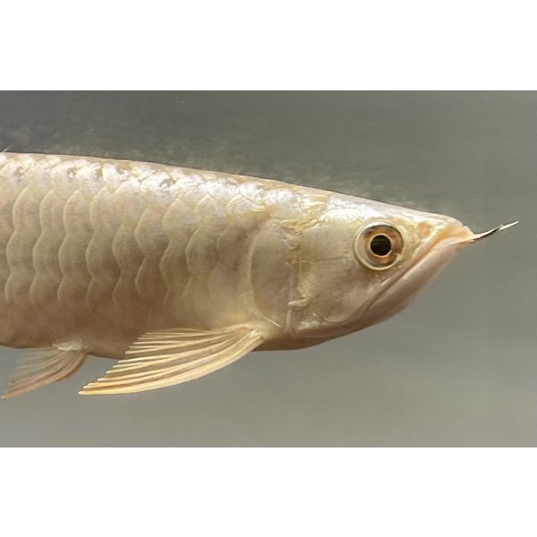 画像4: 過背金龍レディアンスゴールド　FOREVER ArowanaAquaculture(5) (4)