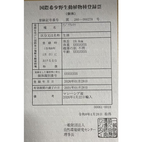 画像6: 過背金龍　FOREVER ArowanaAquaculture(7) (6)