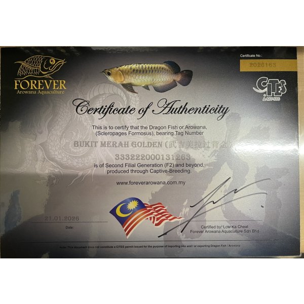 画像5: 過背金龍ブキメラゴールデン　FOREVER ArowanaAquaculture(2) (5)