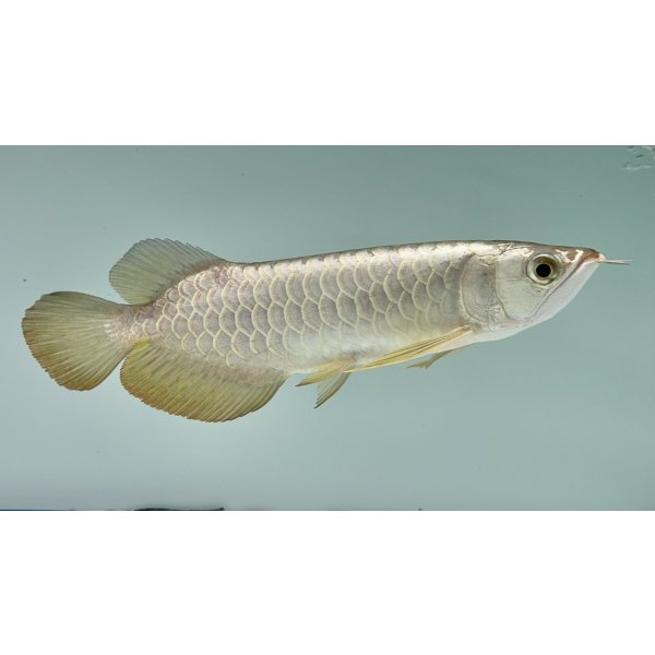 画像2: 過背金龍ブキメラゴールデン　FOREVER ArowanaAquaculture(2) (2)