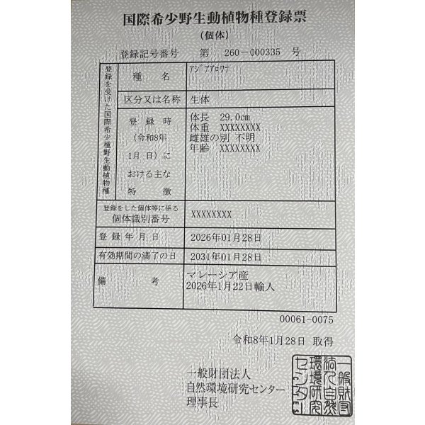 画像6: 過背金龍レディアンスゴールド　FOREVER ArowanaAquaculture(3) (6)