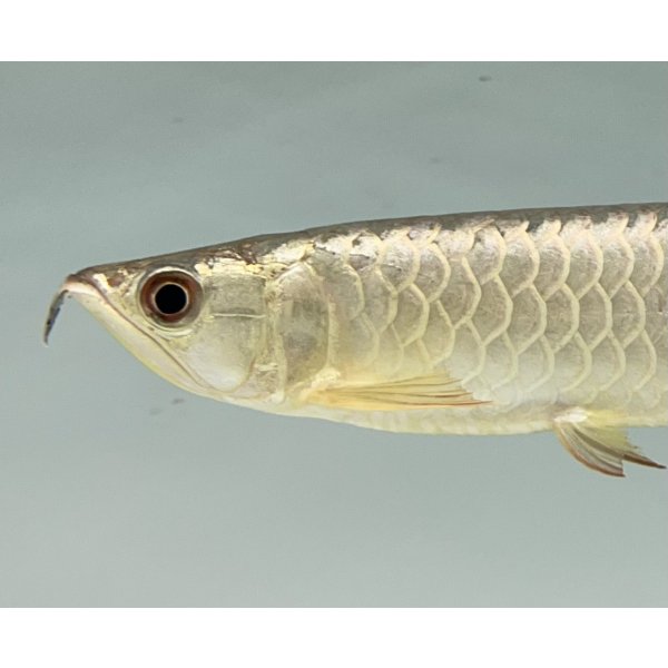 画像3: 過背金龍　FOREVER ArowanaAquaculture(7) (3)