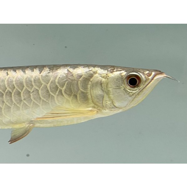 画像4: 過背金龍　FOREVER ArowanaAquaculture(7) (4)