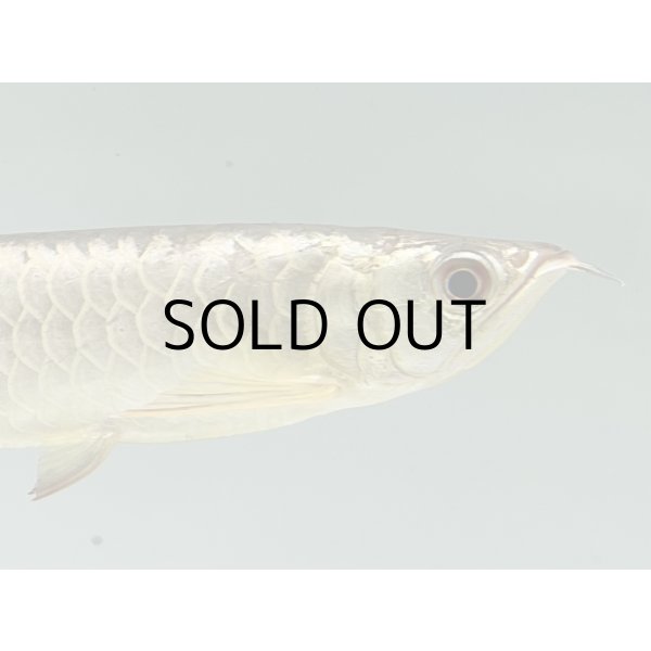 画像4: 過背金龍　FOREVER ArowanaAquaculture(7) (4)