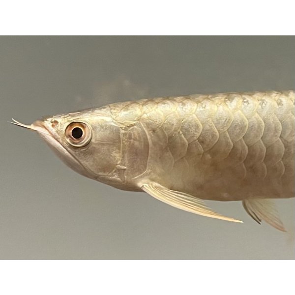 画像3: 過背金龍レディアンスゴールド　FOREVER ArowanaAquaculture(5) (3)