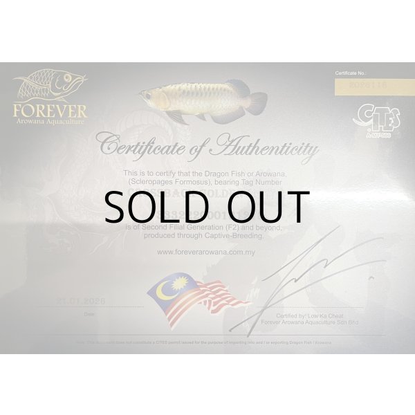 画像5: 過背金龍　FOREVER ArowanaAquaculture(7) (5)