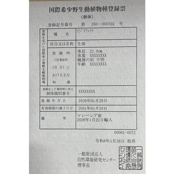 画像6: 過背金龍レディアンスゴールド　FOREVER ArowanaAquaculture(5) (6)