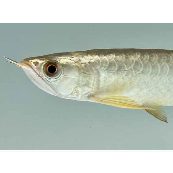 画像3: 過背金龍　FOREVER ArowanaAquaculture(6) (3)