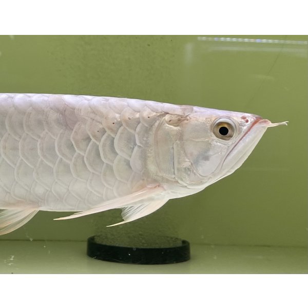 画像4: 過背金龍レディアンスゴールド　FOREVER ArowanaAquaculture(3) (4)