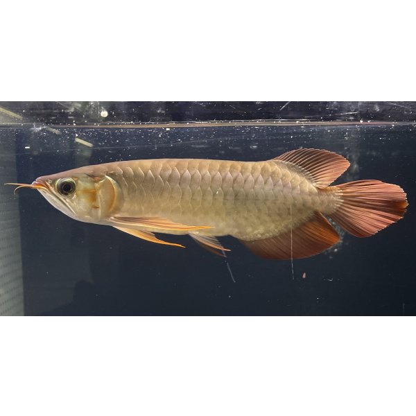 画像1: 紅龍　EXTREME RED★★★★【1】 (1)