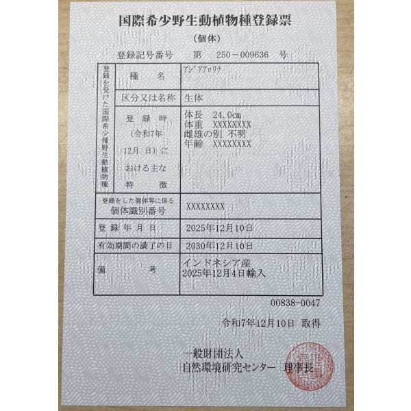 画像6: 紅龍　EXTREME RED★★★★【1】 (6)