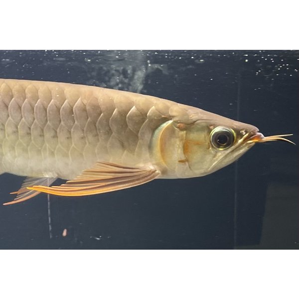 画像4: 紅龍　EXTREME RED★★★★【1】 (4)