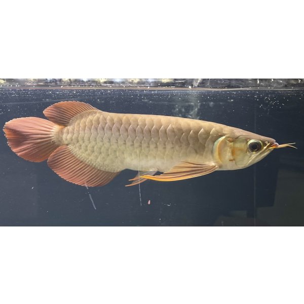 画像2: 紅龍　EXTREME RED★★★★【1】 (2)