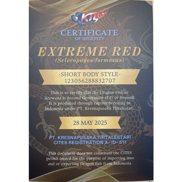 画像5: 紅龍　EXTREME REDショートボディスタイル(2) (5)