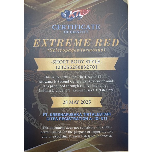 画像5: 紅龍　EXTREME REDショートボディスタイル(1) (5)