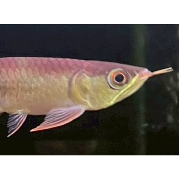 画像4: 紅龍　EXTREME REDショートボディスタイル(2) (4)