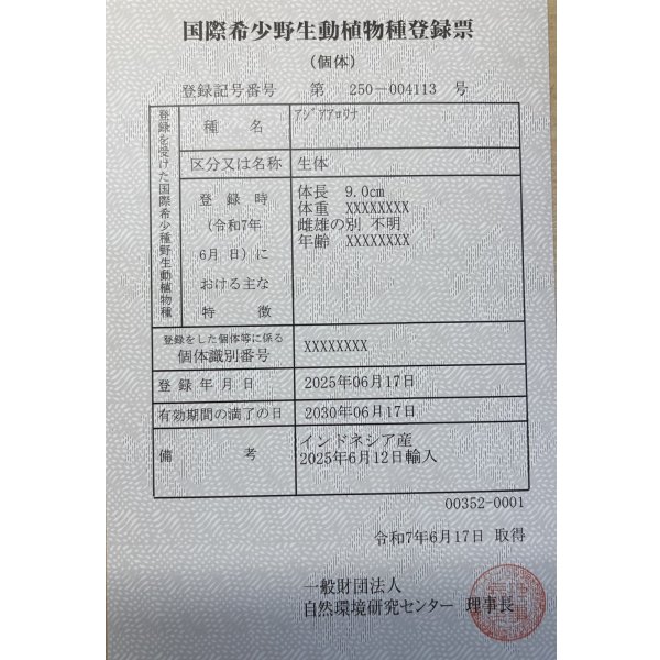 画像6: 紅龍　EXTREME REDショートボディスタイル(1) (6)