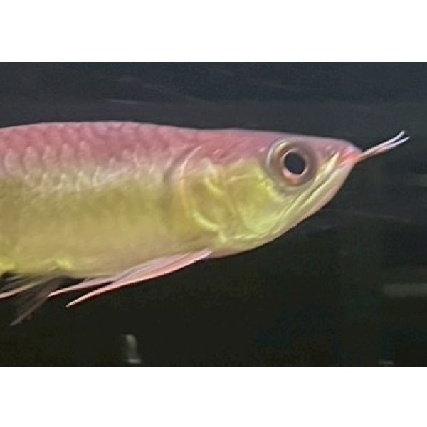 画像4: 紅龍　EXTREME REDショートボディスタイル(1) (4)